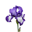 Ирисы